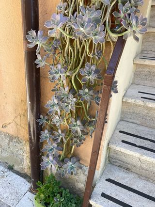 Pianta grassa Echeveria vendo talea in vasetto