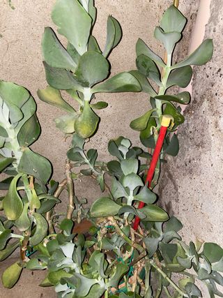 Pianta succulenta kalanchoe