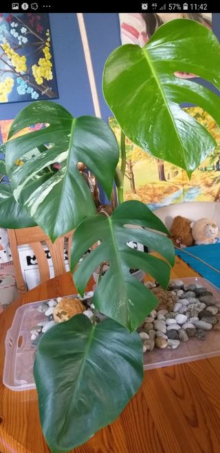 Pianta Monstera Albo variagata 70 cm