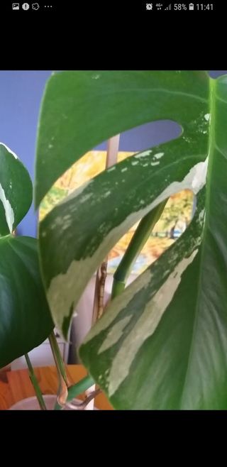 Pianta Monstera Albo variagata 70 cm