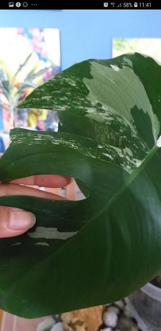 Pianta Monstera Albo variagata 70 cm