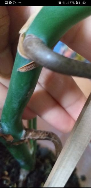 Pianta Monstera Albo variagata 70 cm