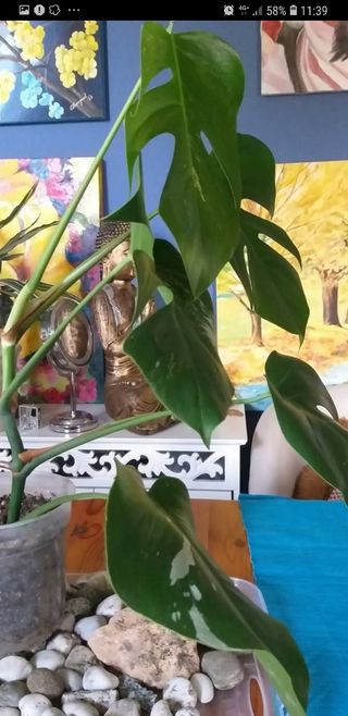 Pianta Monstera Albo variagata 70 cm