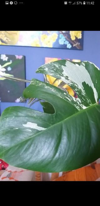 Pianta Monstera Albo variagata 70 cm