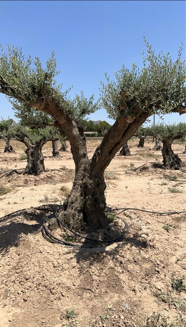 Olivos centenarios