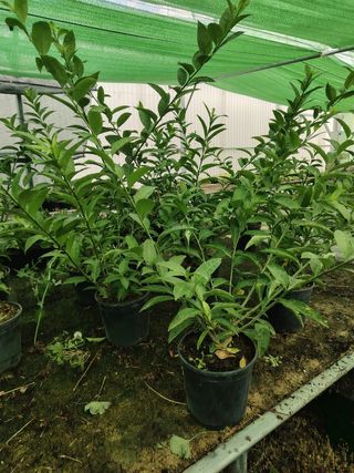 Plantas de Dama de Noche en maceta