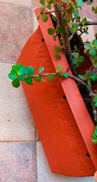 PLANTA PORTULACARIA AFRA EN JARDINERA.