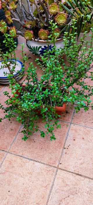 PLANTA PORTULACARIA AFRA EN JARDINERA.