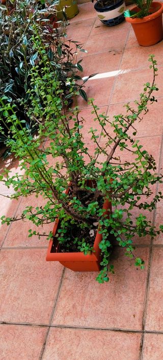 PLANTA PORTULACARIA AFRA EN JARDINERA.