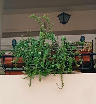 PLANTA PORTULACARIA AFRA EN JARDINERA.