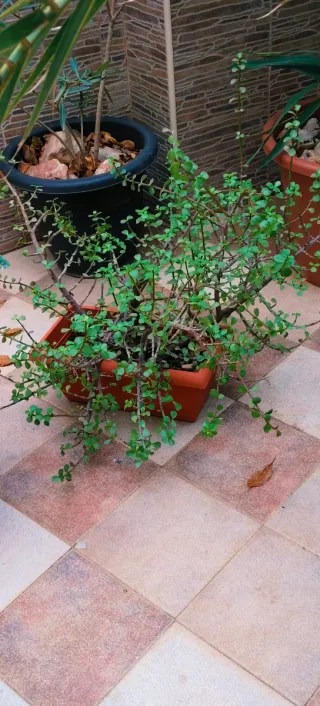 PLANTA PORTULACARIA AFRA EN JARDINERA.