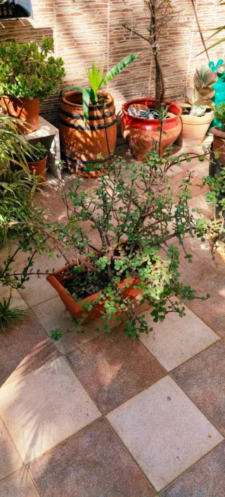 #OFERTA#PLANTA PORTULACARIA AFRA EN JARDINERA.