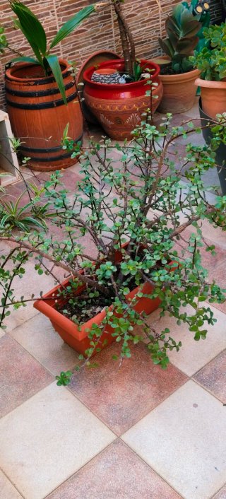 PLANTA PORTULACARIA AFRA EN JARDINERA.