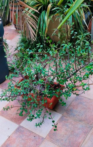 PLANTA PORTULACARIA AFRA EN JARDINERA.
