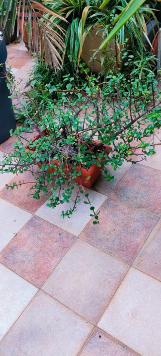 PLANTA PORTULACARIA AFRA EN JARDINERA.