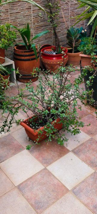 PLANTA PORTULACARIA AFRA EN JARDINERA.