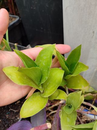 10 Esquejes Tradescantia