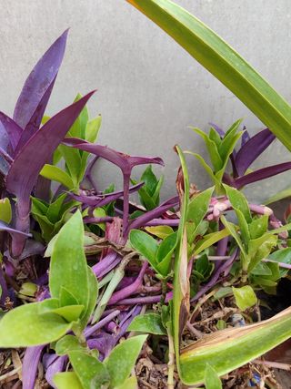 10 Esquejes Tradescantia