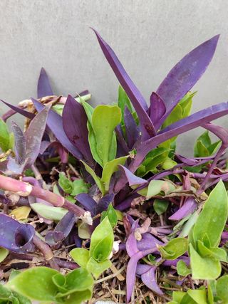 10 Esquejes Tradescantia