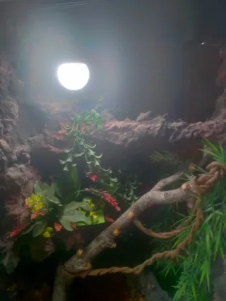 Terrario para camaleón