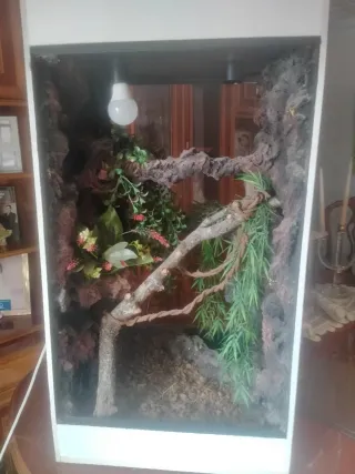 Terrario para camaleón