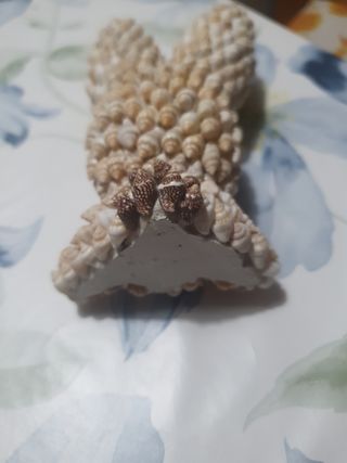 Coniglio decorato conchiglie