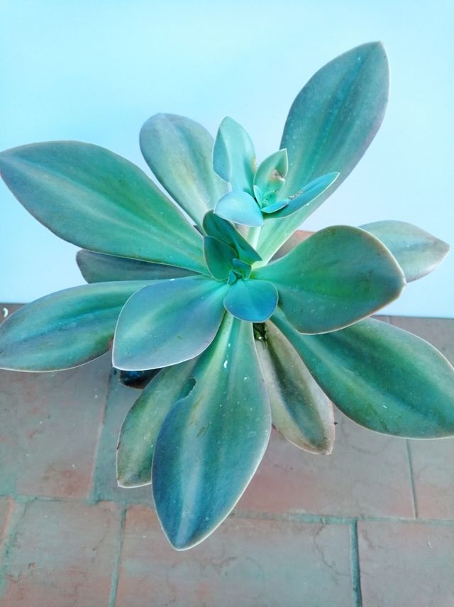 Suculenta Echeveria Metallica 