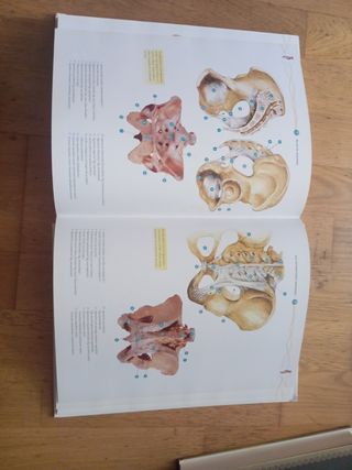 Gran Atlas de Anatomía (Salud Corporal) (Spanis...