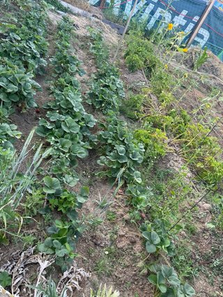 traspaso de parcela 200m con agua y muchas plantas