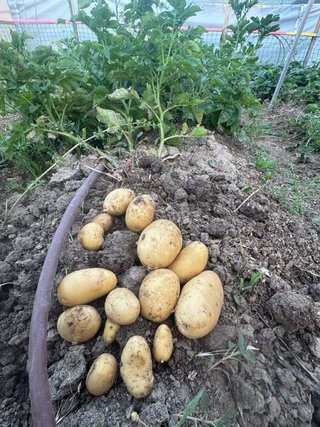 traspaso de parcela 200m con agua y muchas plantas