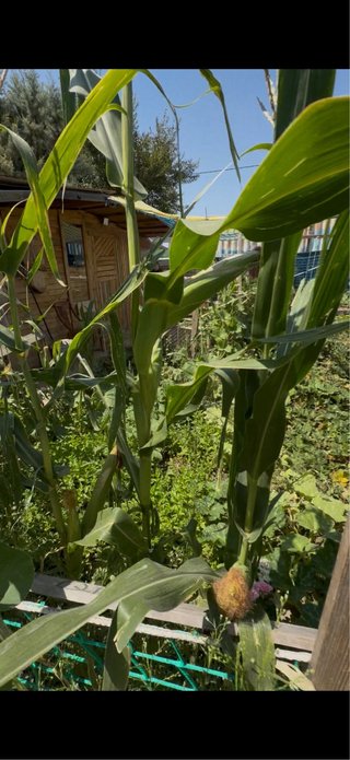 traspaso de parcela 200m con agua y muchas plantas