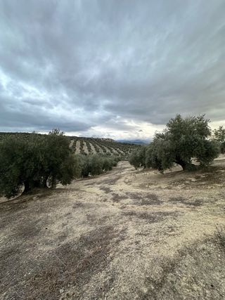 Olivar de Riego