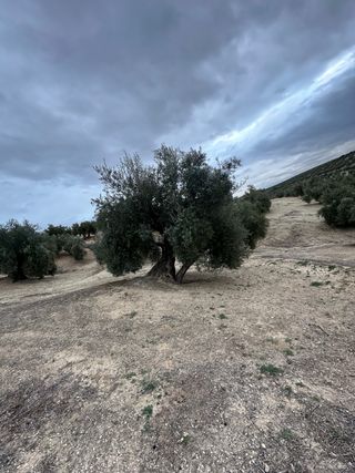Olivar de Riego