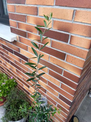 Olivo joven en maceta