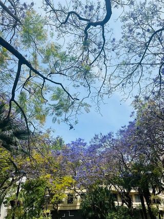 Oficina en alquiler en Playa Bajadilla - Puertos en Marbella