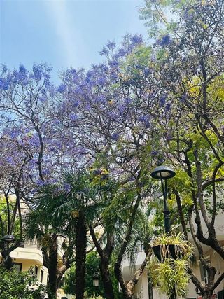 Oficina en alquiler en Playa Bajadilla - Puertos en Marbella