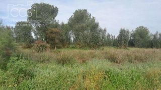 Terreno en venta en Almonte en Almonte