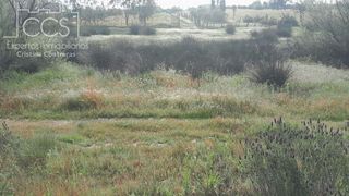 Terreno en venta en Almonte en Almonte
