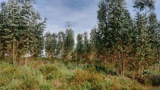 Terreno en venta en Almonte en Almonte