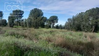 Terreno en venta en Almonte en Almonte