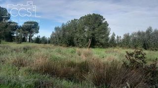 Terreno en venta en Almonte en Almonte