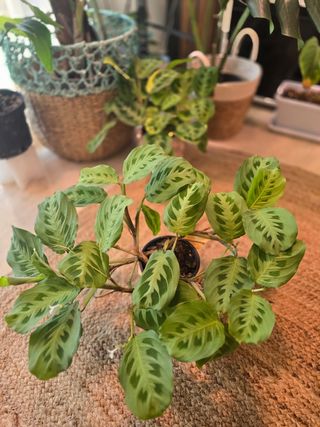 Planta Maranta Leuconeura xxl
