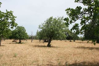Solar en venta en Lloseta