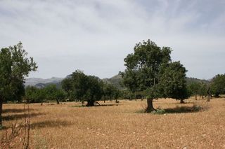 Solar en venta en Lloseta