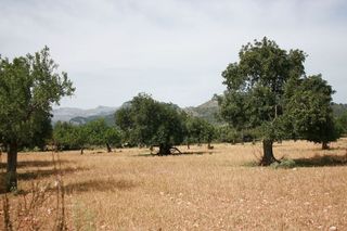 Solar en venta en Lloseta