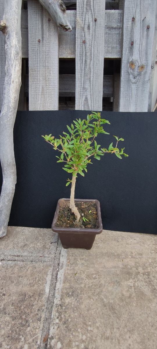 Bonsai Melograno - 10/25