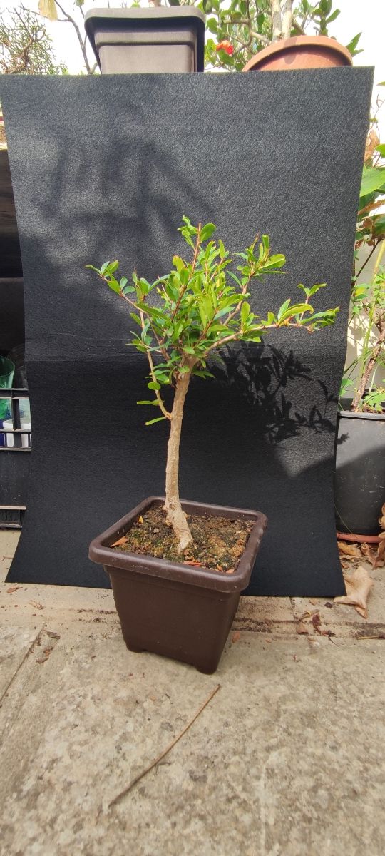 Bonsai Melograno - 10/25