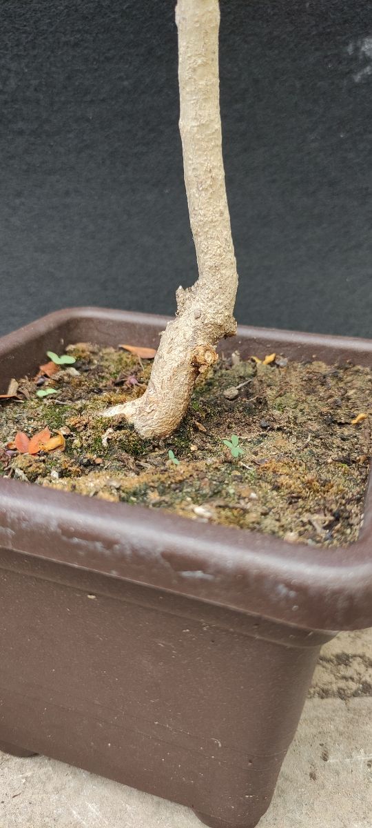 Bonsai Melograno - 10/25