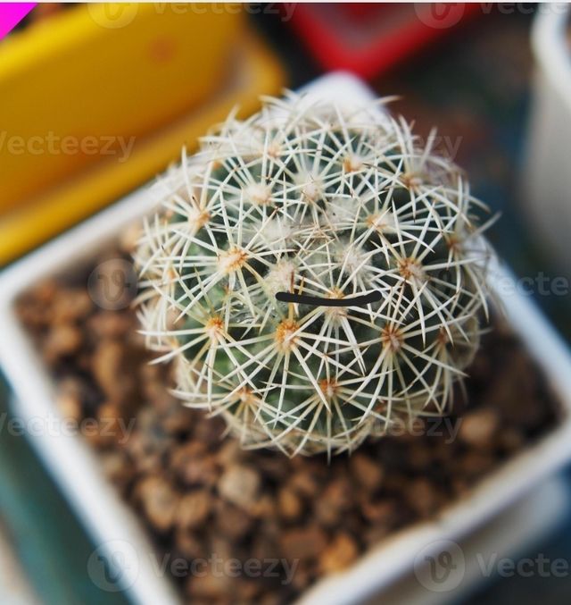 Plantas naturales Suculentas y cactus