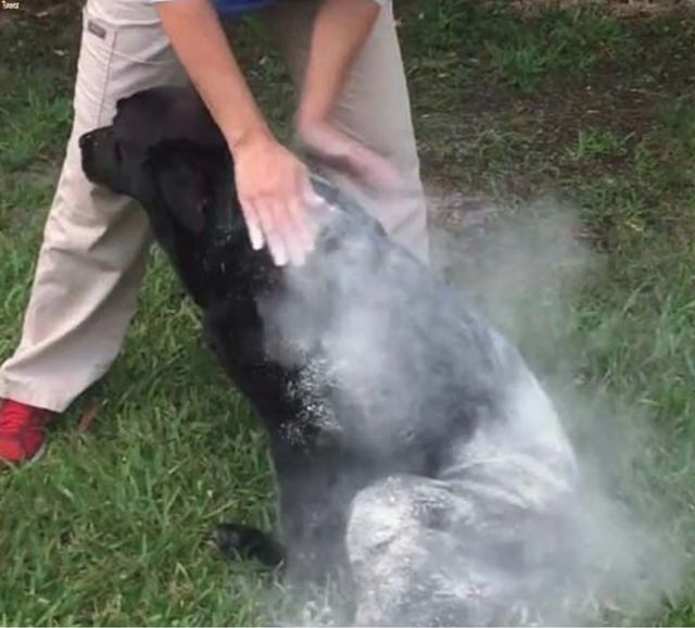 Fumigacion jardin ecologico